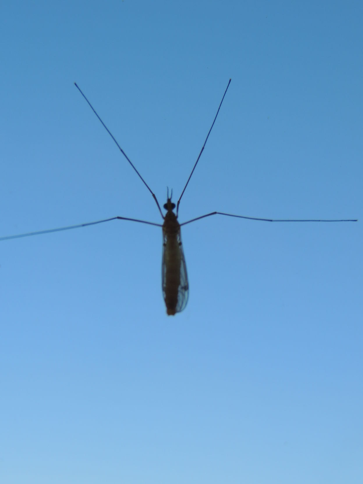 Long Legs